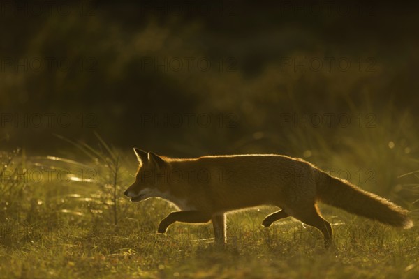Stealthy hunter... Red fox (Vulpes vulpes), fox sneaking in the last evening light, backlight