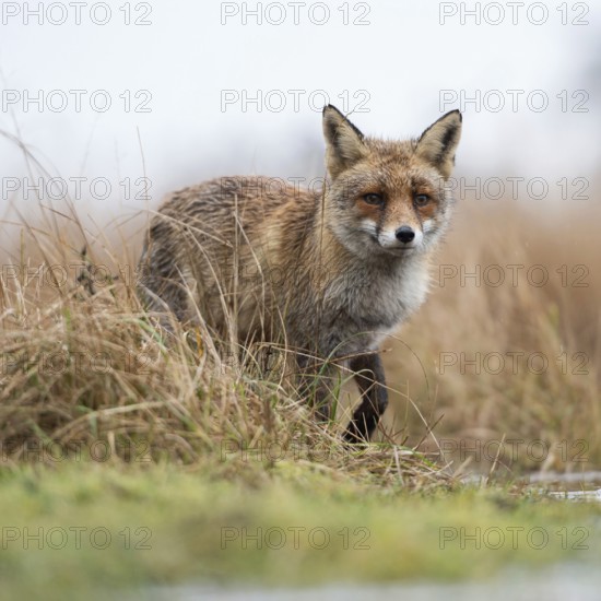 Red fox (Vulpes vulpes) at the edge of a body of water, hunting in a marshy area, observing