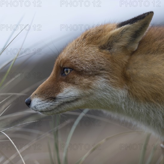 Red fox (Vulpes vulpes), adult, close-up, head portrait, suspiciously observing, focussed, ears