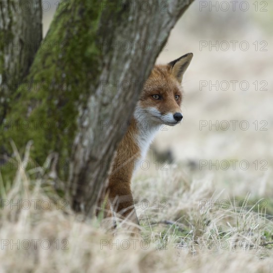 Red fox (Vulpes vulpes) sitting in the grass hidden behind a tree, watching something, cautious but