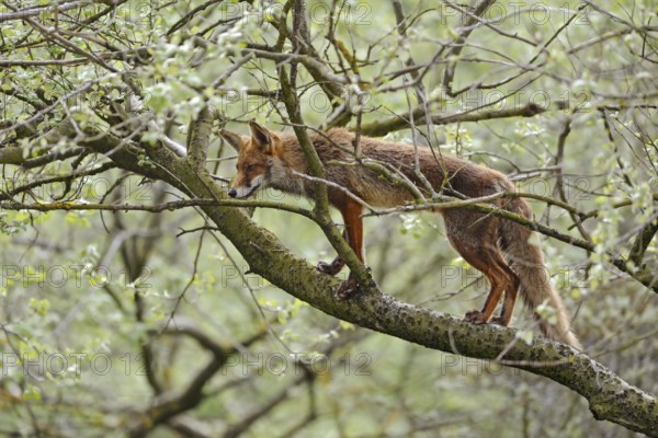 Climbing fox... Red fox (Vulpes vulpes) climbing into a tree, foxes are very adaptable animals and