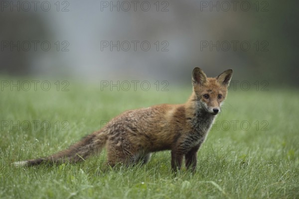 On a dewy meadow... Red fox (Vulpes vulpes), young fox standing early in the morning on a dewy