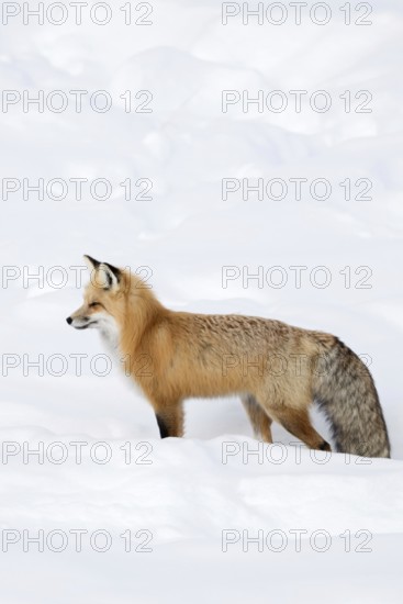 A beautiful animal... Red fox (Vulpes vulpes), fox, Eastern American Red Fox in winter in high