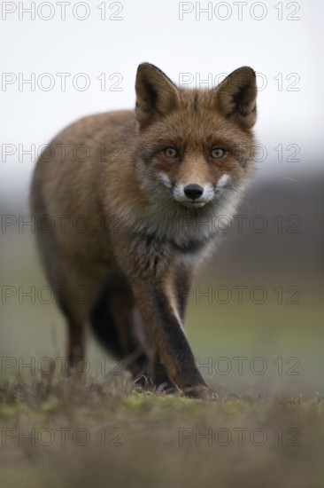 Red fox (Vulpes vulpes) in beautiful dense and long-haired winter fur, detailed, frontal full-body