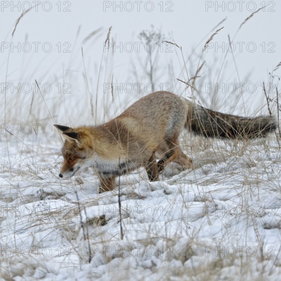 On the hunt for mice... Red fox (Vulpes vulpes) in winter, adult, looking for mice in the snow,