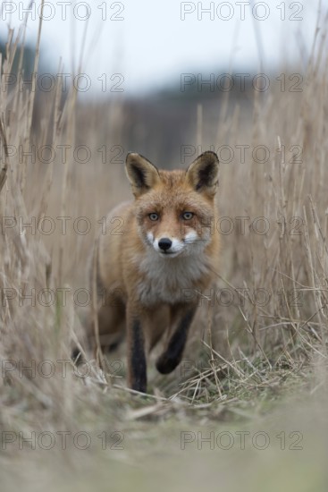 On the move... Red fox (Vulpes vulpes), fox running along a fox trail through reeds, frontal view,