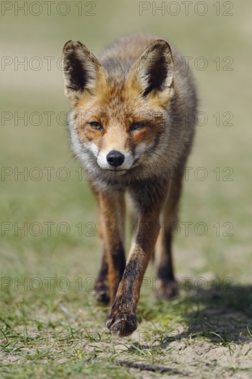 Big ears... Red fox (Vulpes vulpes) runs head-on towards the camera, the large ears are striking,