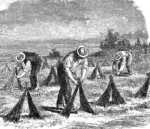 Textile industry, spinning mill, drying flax in the field, around 1880, digitally improved