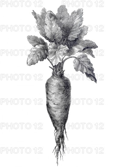 Sugar beet, Beta vulgaris subsp. vulgaris, agricultural crop, digitally improved reproduction of an