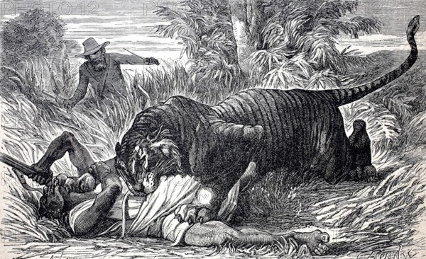 Tiger has attacked a local hunter, another hunter rushes to help, c. 1880, India, digitally