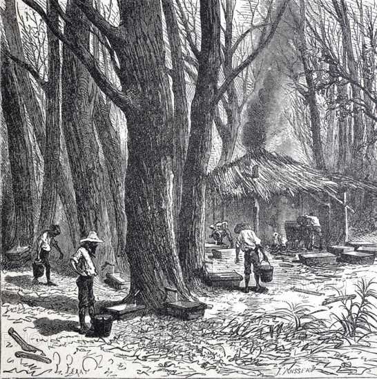 Extraction of the sap from the sugar palm or date palm, around 1880, Bengal, India, digitally