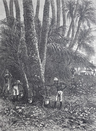 Extraction of maple sap for maple sugar and maple syrup, around 1880, Canada, digitally improved