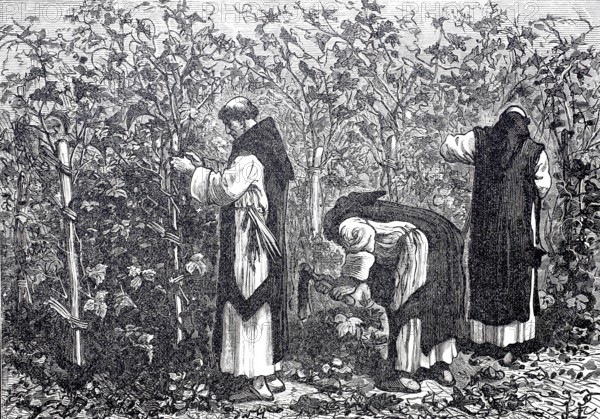 Monks at work in the vineyard, winegrowing, c. 1850, France, digitally enhanced reproduction of a