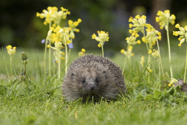 European hedgehog (Erinaceus europaeus) adult animal on a garden grass lawn with Cowslip flowers in