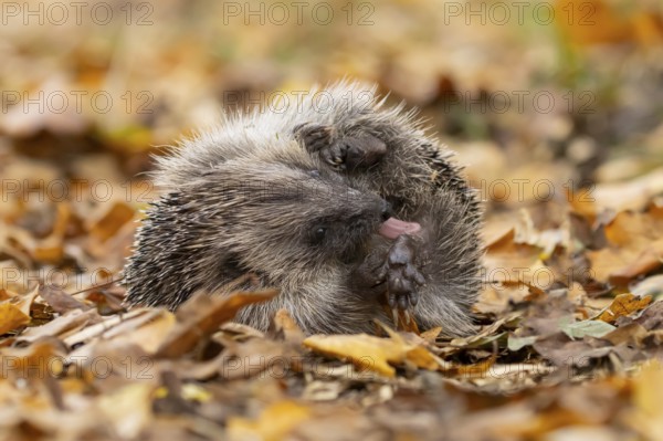 European hedgehog (Erinaceus europaeus) adult animal self anointing or salivating itself on fallen