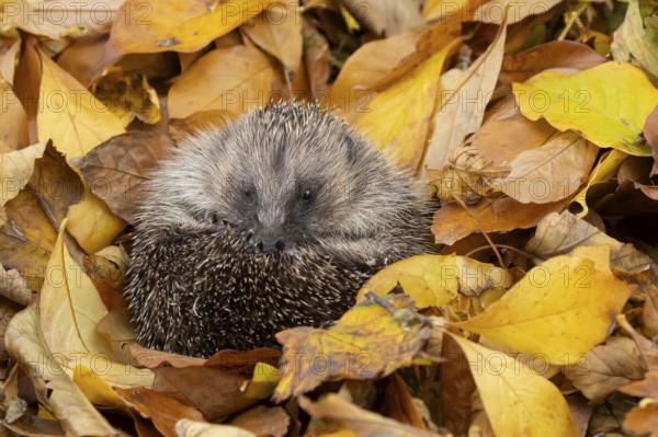 European hedgehog (Erinaceus europaeus) adult animal resting on fallen autumn leaves during