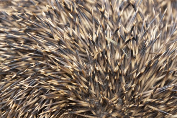 European hedgehog (Erinaceus europaeus) adult animal close up of its spines on its body, England,