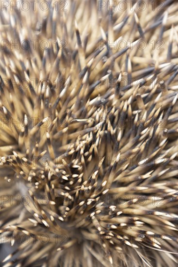 European hedgehog (Erinaceus europaeus) adult animal close up of its spines on its body, England,