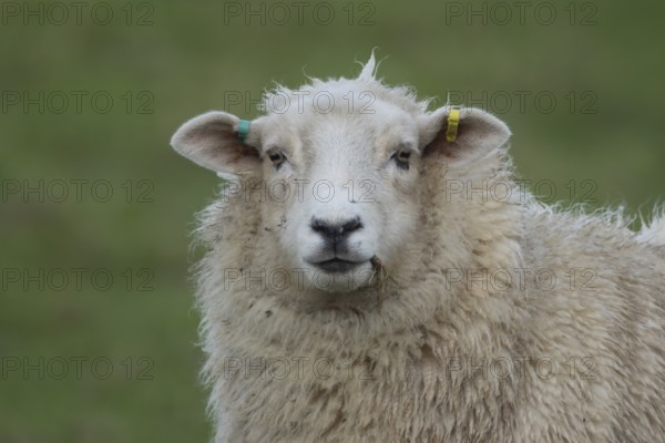 Domestic sheep (Ovis aries) adult ewe farm animal standing in a grass field, England, United