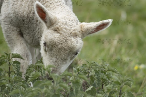 Domestic sheep (Ovis aries) juvenile baby lamb farm animal feeding on grass amongst stinging