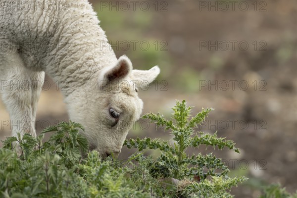 Domestic sheep (Ovis aries) juvenile baby lamb farm animal feeding on grass amongst stinging