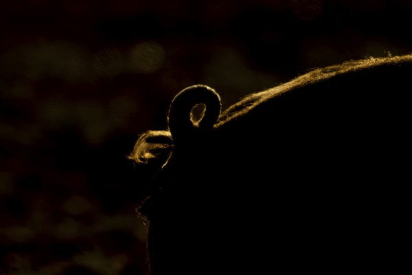 Domestic pig (Sus domesticus) adult farm animal close up of its curly tail backlit, England, United