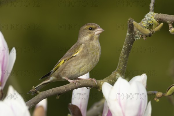 European greenfinch (Chloris chloris) adult female garden bird on a magnolia tree branch in spring,