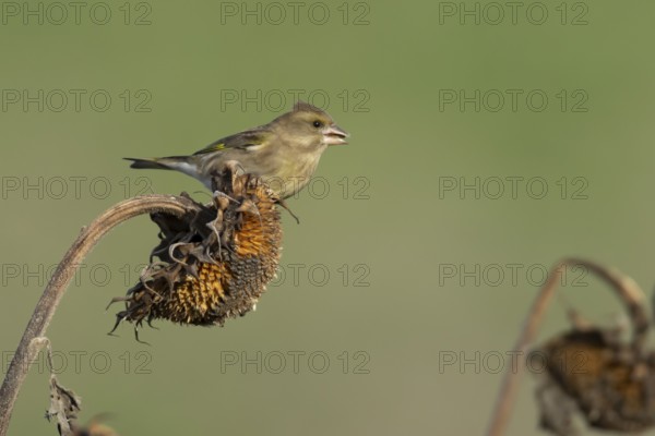 European greenfinch (Chloris chloris) adult female garden bird on a sunflower seedhead in winter,
