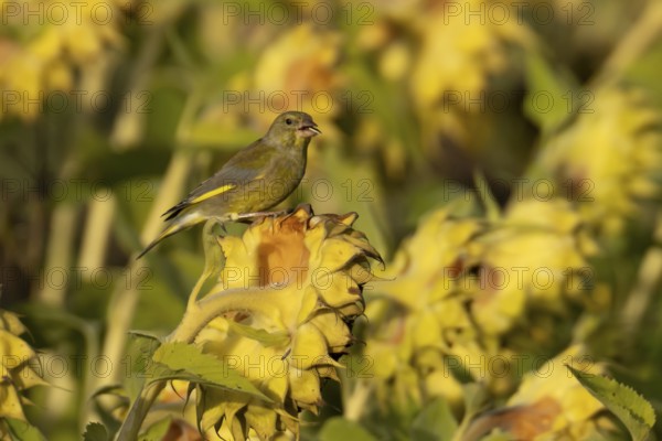 European greenfinch (Chloris chloris) adult male garden bird on a sunflower seedhead in autumn,