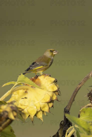 European greenfinch (Chloris chloris) adult female garden bird on a sunflower seedhead in autumn,