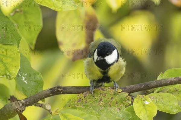Great tit (Parus major) adult garden bird on a magnolia tree branch amongst autumn colour leaves,
