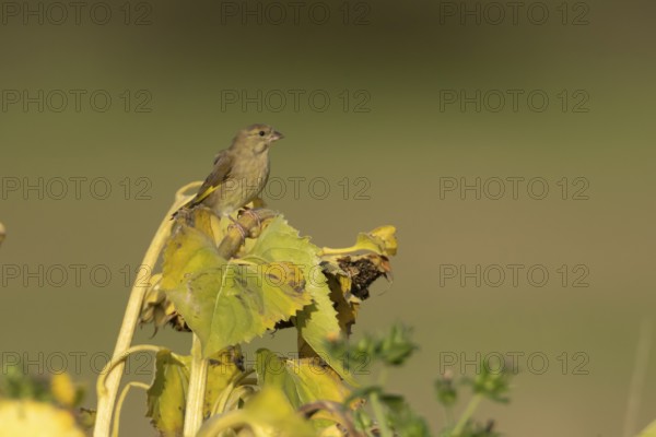 European greenfinch (Chloris chloris) adult female garden bird on a sunflower seedhead in autumn,