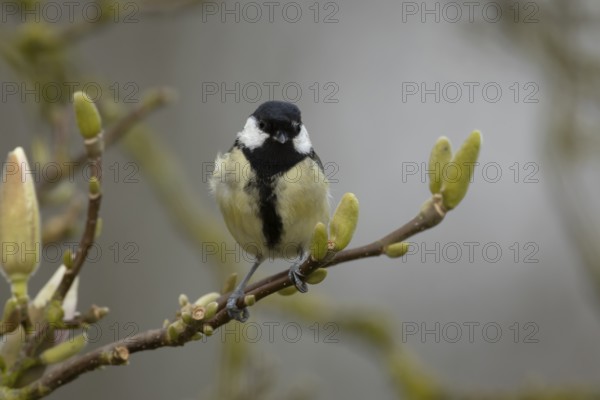 Great tit (Parus major) adult garden bird on a magnolia tree branch in spring, England, United