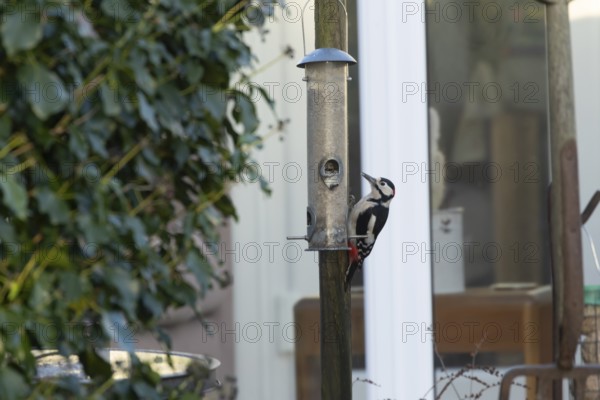Great spotted woodpecker (Dendrocopos major) adult garden bird on a bird feeder with a house in the