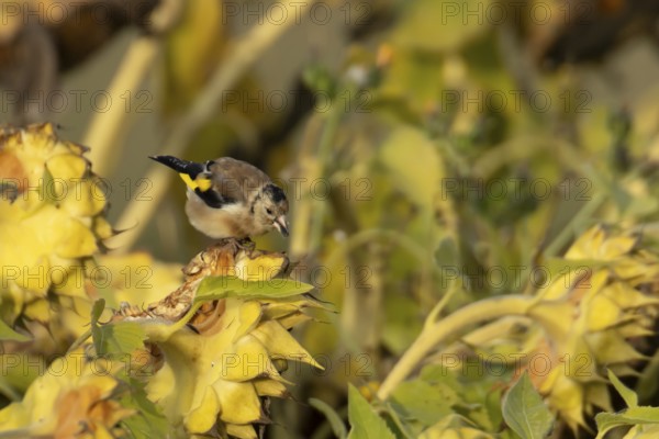 European goldfinch (Carduelis carduelis) adult garden bird feeding on sunflower seeds in autumn,