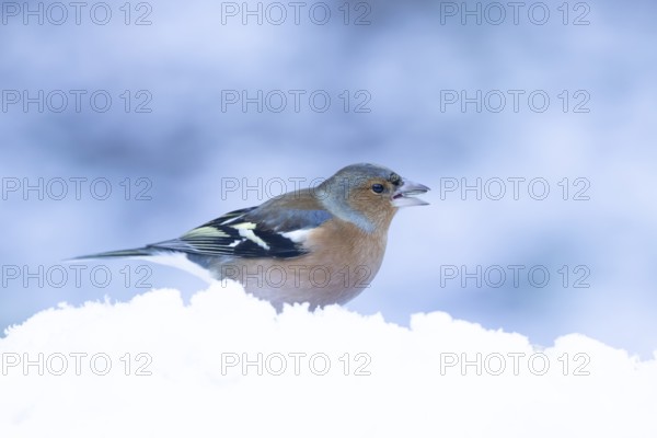 Eurasian chaffinch (Fringilla coelebs) adult male garden bird feeding in snow in winter, England,