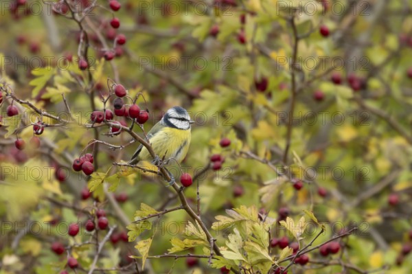 Blue tit (Cyanistes caeruleus) adult garden bird on a Hawthorn tree branch amongst autumn colour