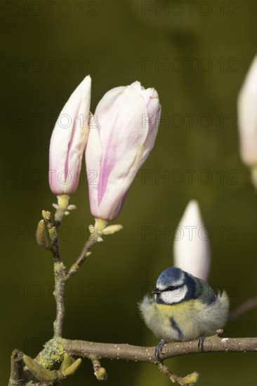 Blue tit (Cyanistes caeruleus) adult garden bird on a magnolia tree branch amongst spring blossom,