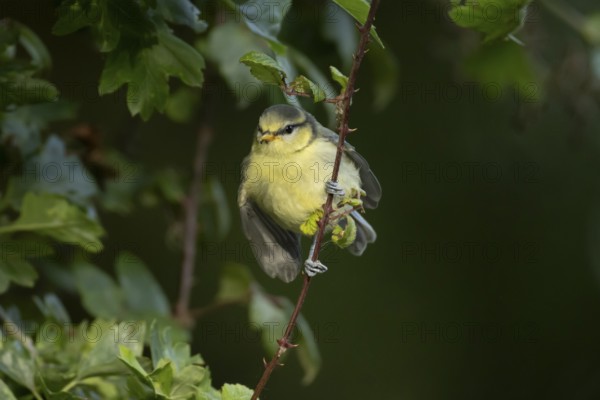 Blue tit (Cyanistes caeruleus) juvenile fledgling garden bird on a bramble branch in spring,