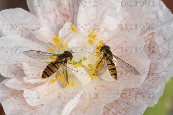 Common hoverfly (Eupeodes corollae) two adult insects feeding on a garden poppy flower in summer,