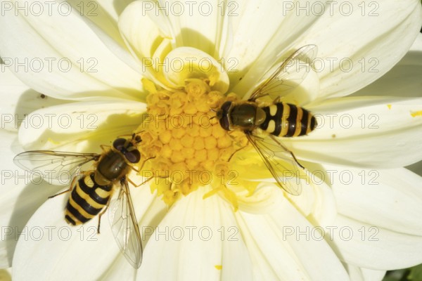 Common hoverfly (Eupeodes corollae) two adult insects feeding on a garden Dahlia flower in summer,