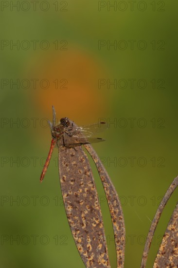 Common darter dragonfly (Sympetrum striolatum) adult insect on a metal hare garden sculpture in