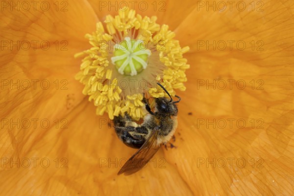 Common carder bumblebee (Bombus pascuorum) adult bee insect feeding on a garden Spanish orange