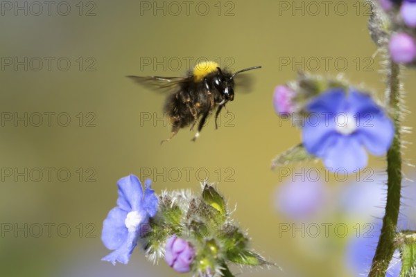 Buff tailed bumblebee (Bombus terrestris) adult bee insect flying in spring, England, United