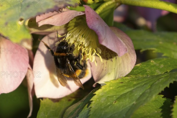 Buff tailed bumblebee (Bombus terrestris) adult bee insect feeding on a garden Hellebore purple