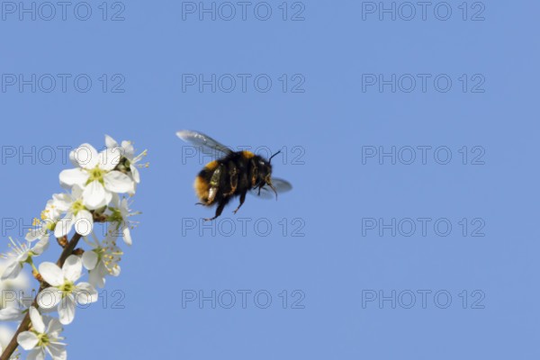 Buff tailed bumblebee (Bombus terrestris) adult bee insect flying from Blackthorn blossom in