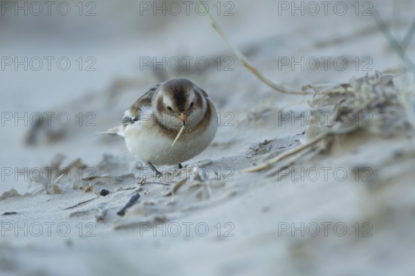 Snow bunting (Plectrophenax nivalis) adult bird feeding on a beach in winter, England, United