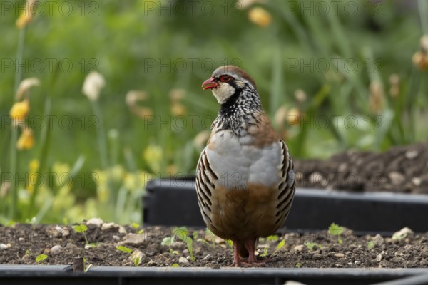Red legged or French partridge (Alectoris rufa) adult bird on a garden raised vegetable bed in