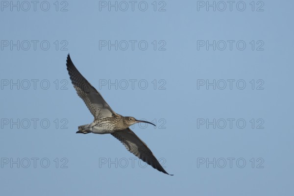 Eurasian curlew (Numenius arquata) adult wading bird in flight, England, United Kingdom