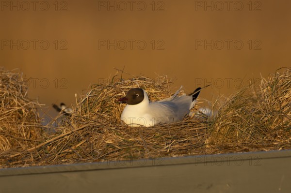 Black headed gull (Chroicocephalus ridibundus) adult bird on a nest on a hide roof, RSPB Titchwell